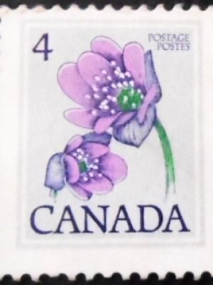 Selo postal do Canadá de 1979 Hepatica 4 C N