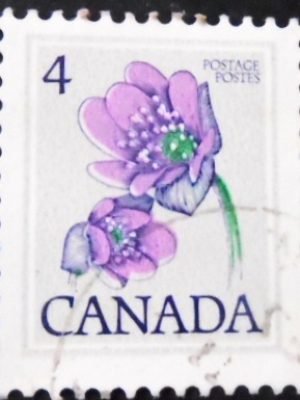 Selo postal do Canadá de 1979 Hepatica 4 C U