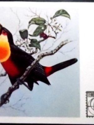 Cartão Postal Oficial de 1983 Tucano de Bico Verde 3267