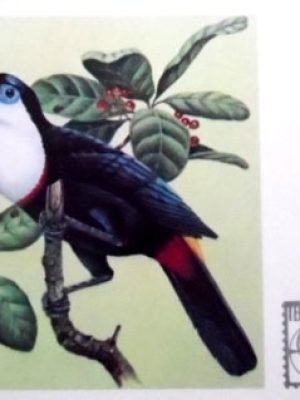 Cartão Postal Oficial de 1983 Peito-branco 22269