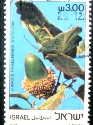 Selo postal de Israel de 1981 Quercus ithaburensis