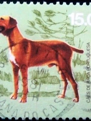 Selo postal de Portugal de 1981 Perdiguero