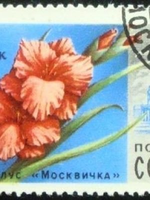 Selo postal da União Soviética de 1978 Gladiolus Moscovite