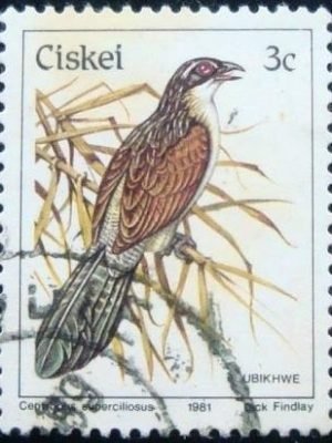 Selo postal do Ciskei de 1981 White-browed Coucal