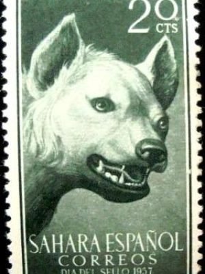 selo postal do Sahara Espanhol de 1957 Striped Hyena 20 N