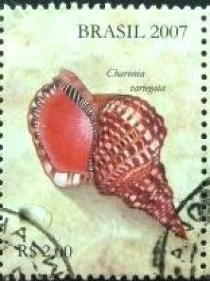 Se-tenant do Brasil de 2007 Conchas Marítimas