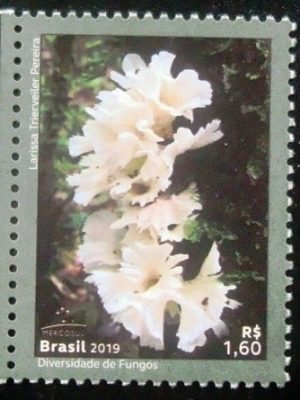 Selo postal do Brasil de 2019 Hydnopolyporus Fimbriatus
