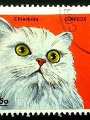 Selo postal da Nicaragua de 1984 Chinchilla