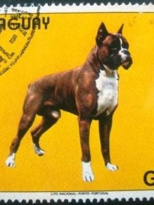 Selo postal do Paraguai de 1984 German Boxer