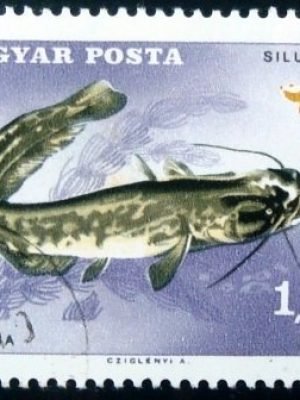 Selo postal da Hungria de 1967 European Catfish