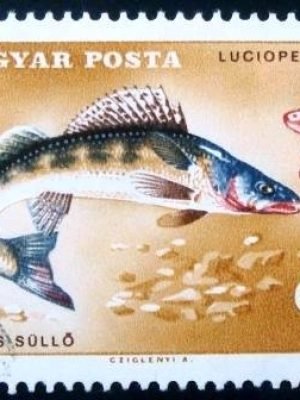 Selo postal da Hungria de 1967 Pike Perch