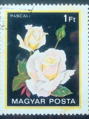 Selo postal da Hungria de 1982 Pascali