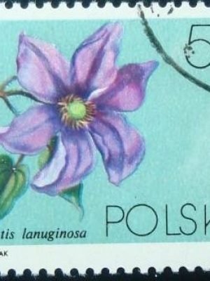 Selo postal da Polônia de 1984 Clematis lanuginosa
