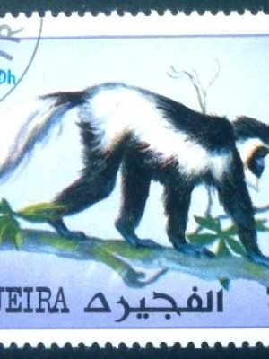 Selo postal de Fujeira de 1972 Mantled Guereza