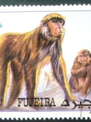 Selo postal de Fujeira de 1972 Monkeys