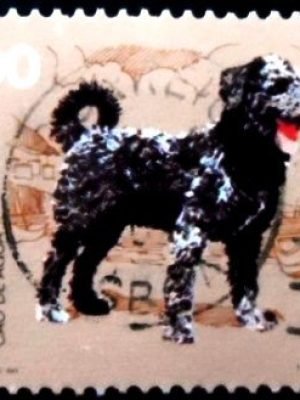Selo postal de Portugal de 1981 Portuguese Water Dog
