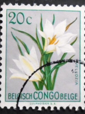 Selo postal do Congo Belga de 1952 Vellozia aequatorialis U
