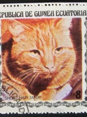 Selo postal da Guinea Equatorial de 1978 Short-haired Tabby