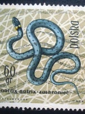 Selo postal comemorativo da Polonia de 1963 European Grass Snake